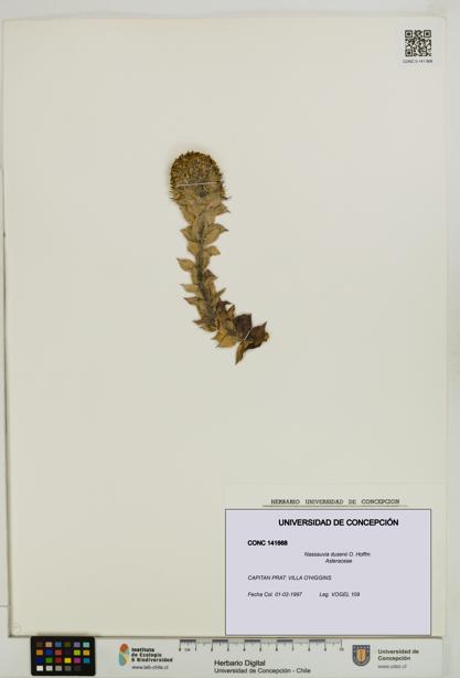 Nassauvia dusenii [Espécimen: UDEC:CONC:0141668]