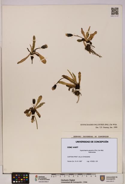 Hypochaeris palustris [Espécimen: UDEC:CONC:0141677]