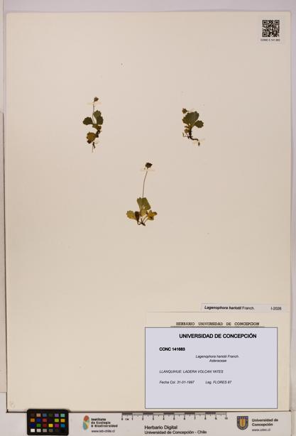 Lagenophora hariotii [Espécimen: ]