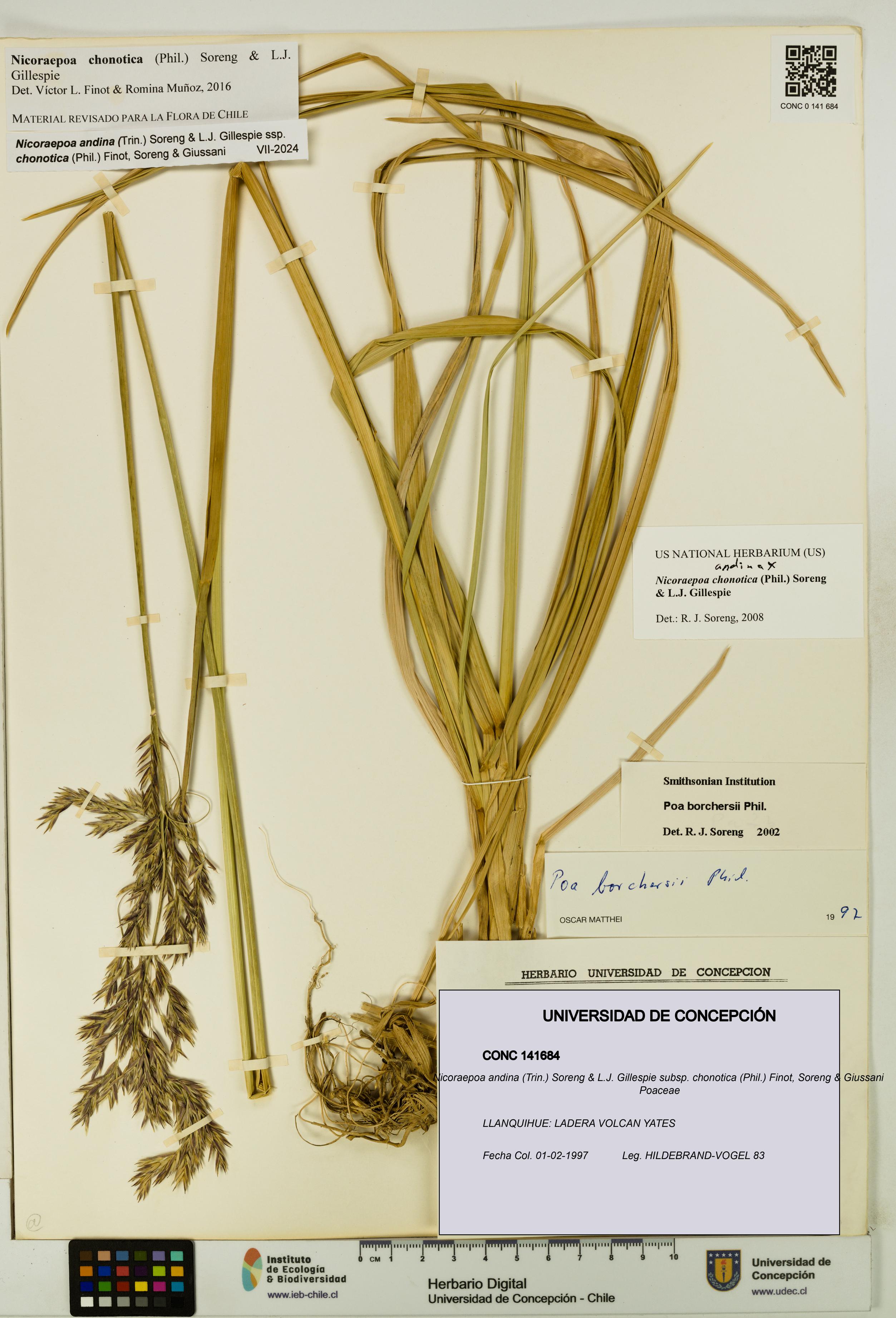 Nicoraepoa andina subsp. chonotica [Espécimen: UDEC:CONC:0141684]