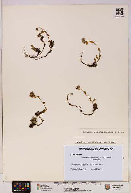 Gamochaeta spiciformis [Espécimen: UDEC:CONC:0141686]
