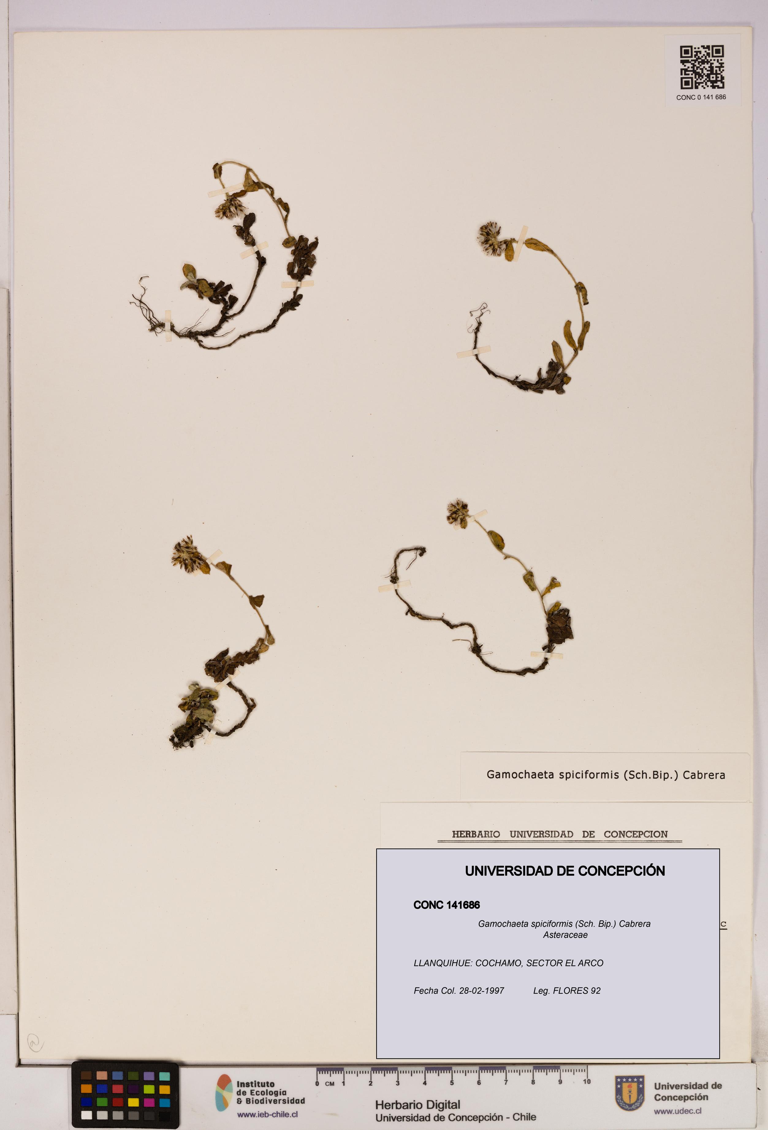 Gamochaeta spiciformis [Espécimen: UDEC:CONC:0141686]