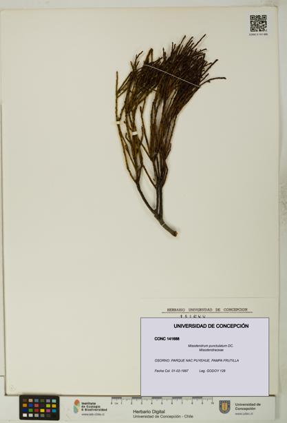Misodendrum punctulatum [Espécimen: UDEC:CONC:0141688]