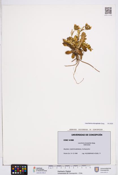 Leucheria eriocephala [Espécimen: ]