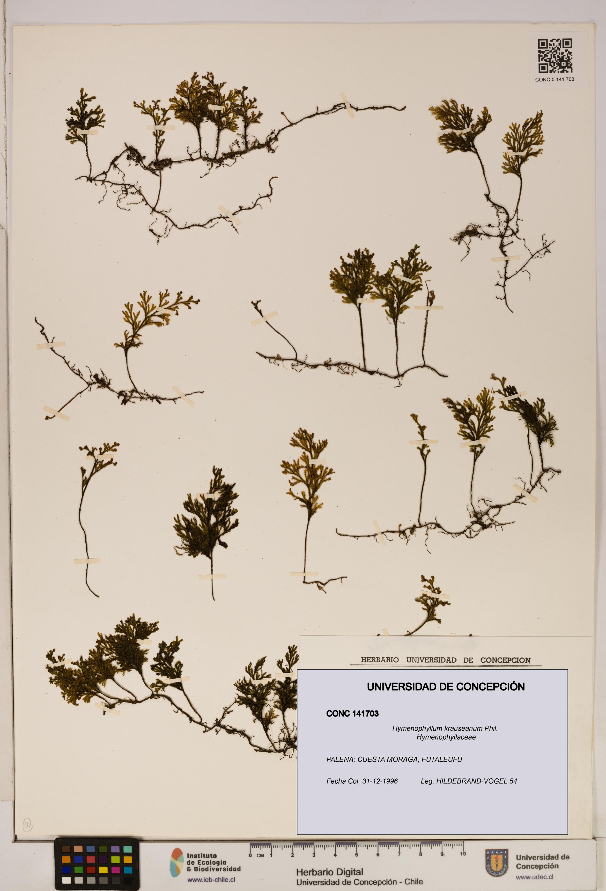 Hymenophyllum krauseanum [Espécimen: ]