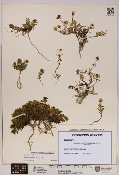 Baccharis nivalis [Espécimen: UDEC:CONC:0141710]
