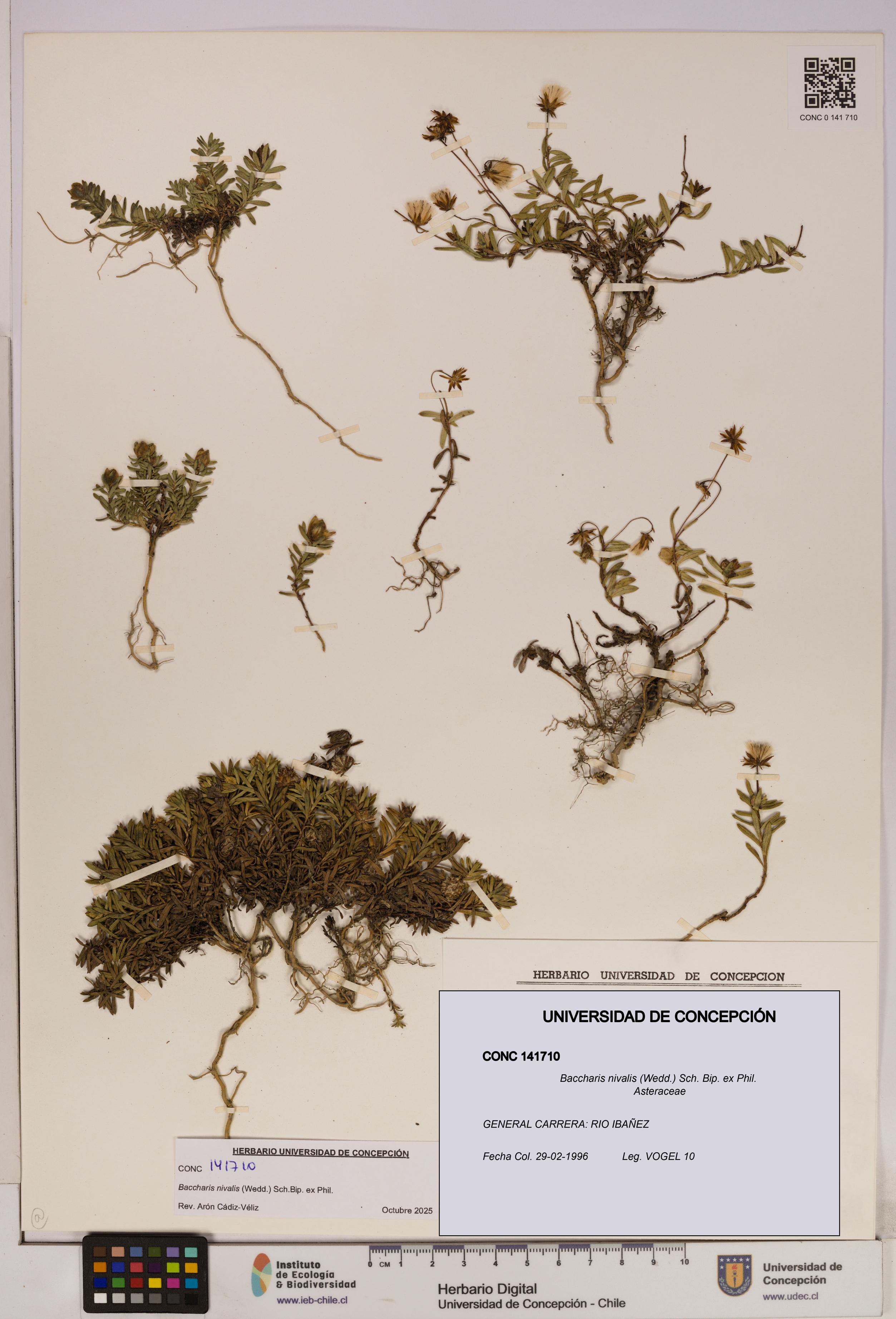 Baccharis nivalis [Espécimen: UDEC:CONC:0141710]