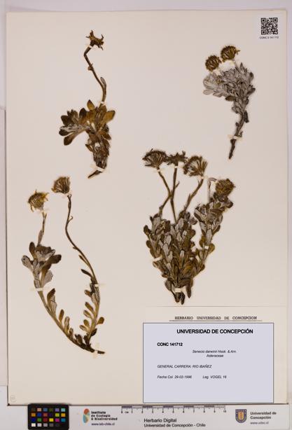 Senecio darwinii [Espécimen: UDEC:CONC:0141712]