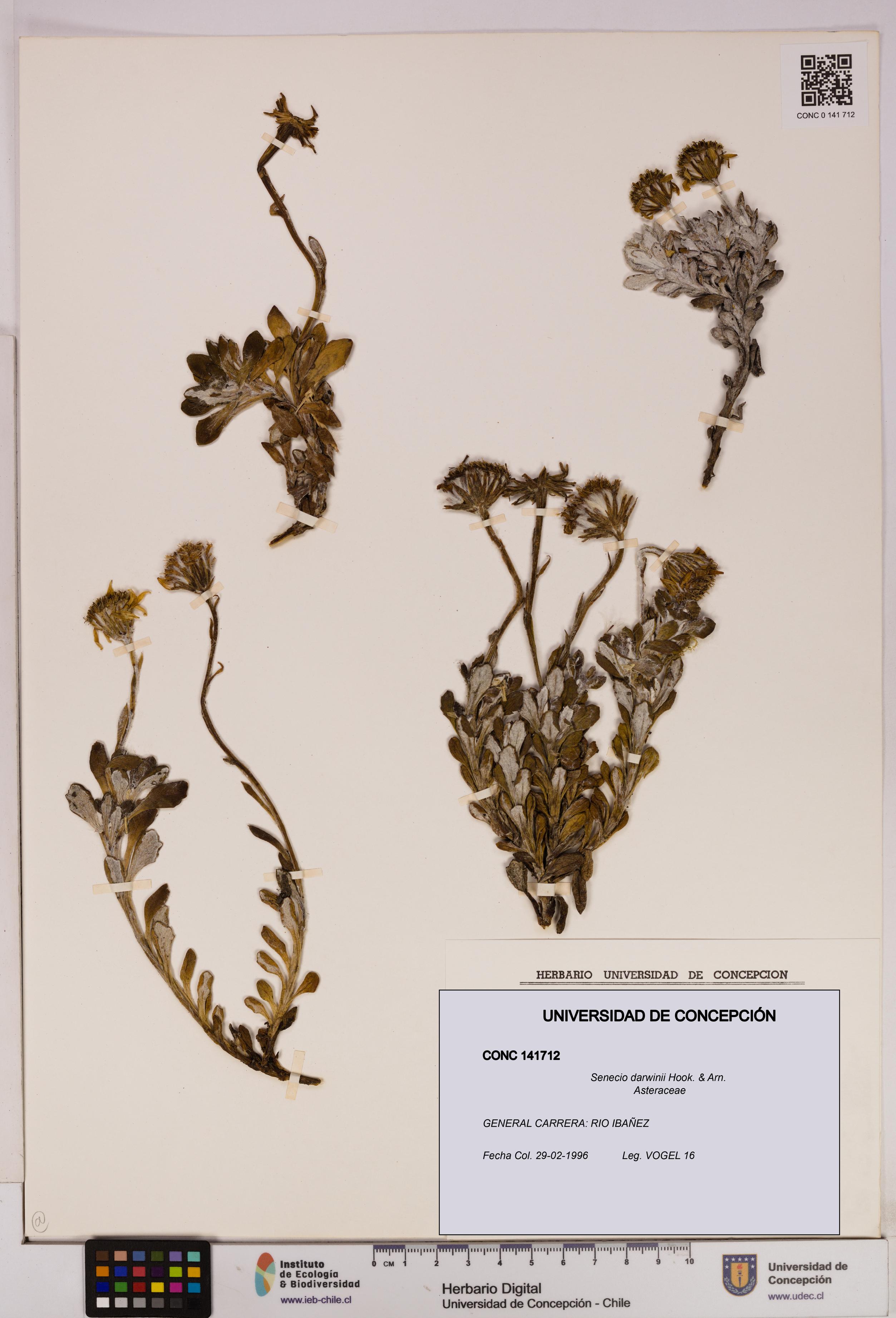 Senecio darwinii [Espécimen: UDEC:CONC:0141712]