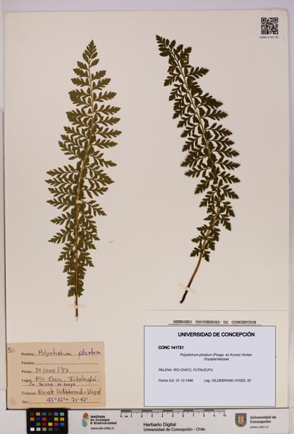 Polystichum plicatum [Espécimen: UDEC:CONC:0141721]
