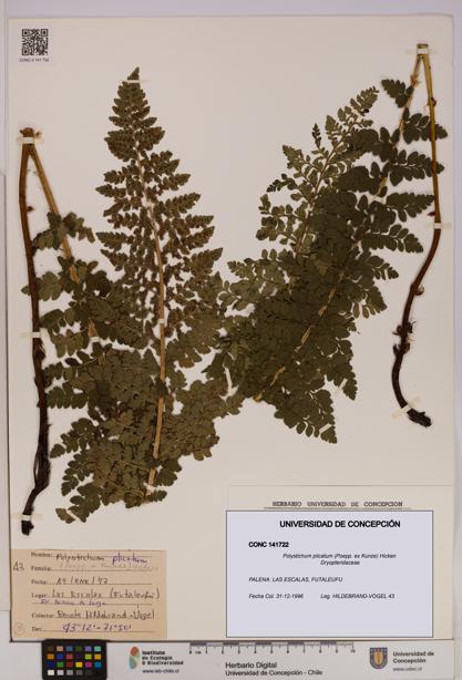 Polystichum plicatum [Espécimen: UDEC:CONC:0141722]