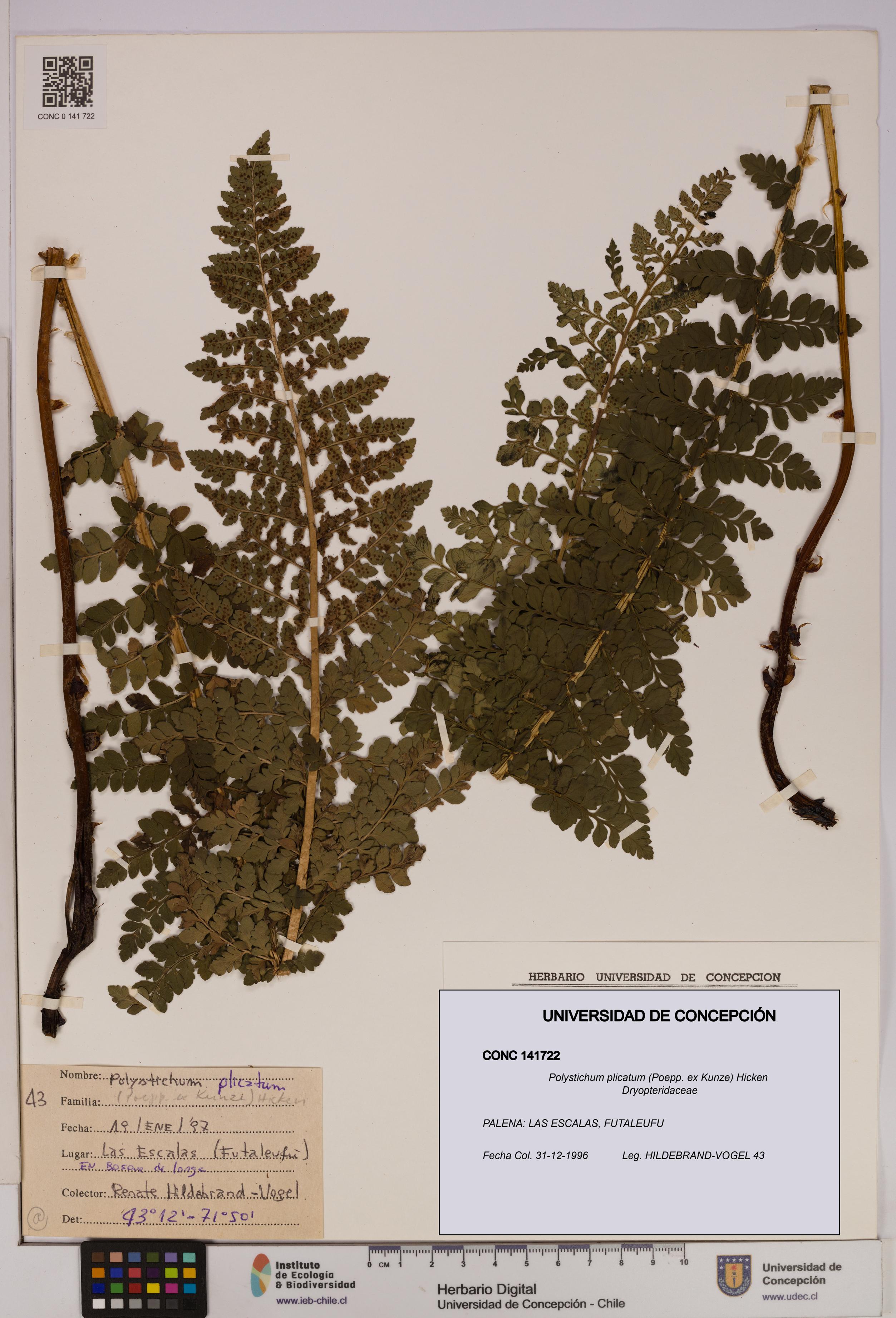 Polystichum plicatum [Espécimen: UDEC:CONC:0141722]