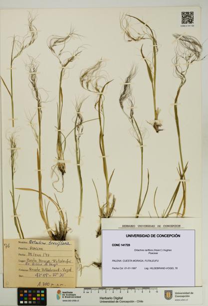 Ortachne rariflora [Espécimen: UDEC:CONC:0141723]