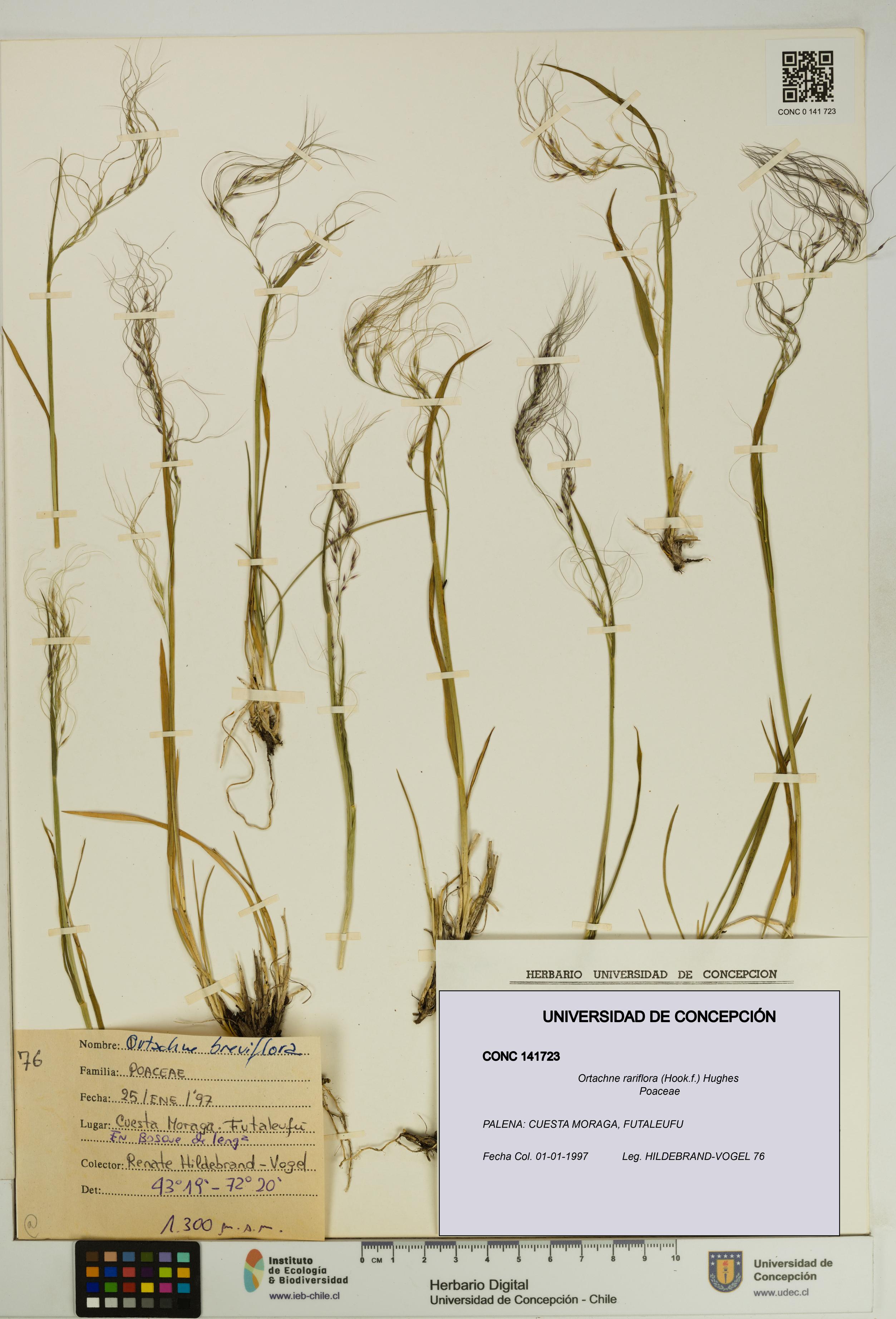 Ortachne rariflora [Espécimen: UDEC:CONC:0141723]