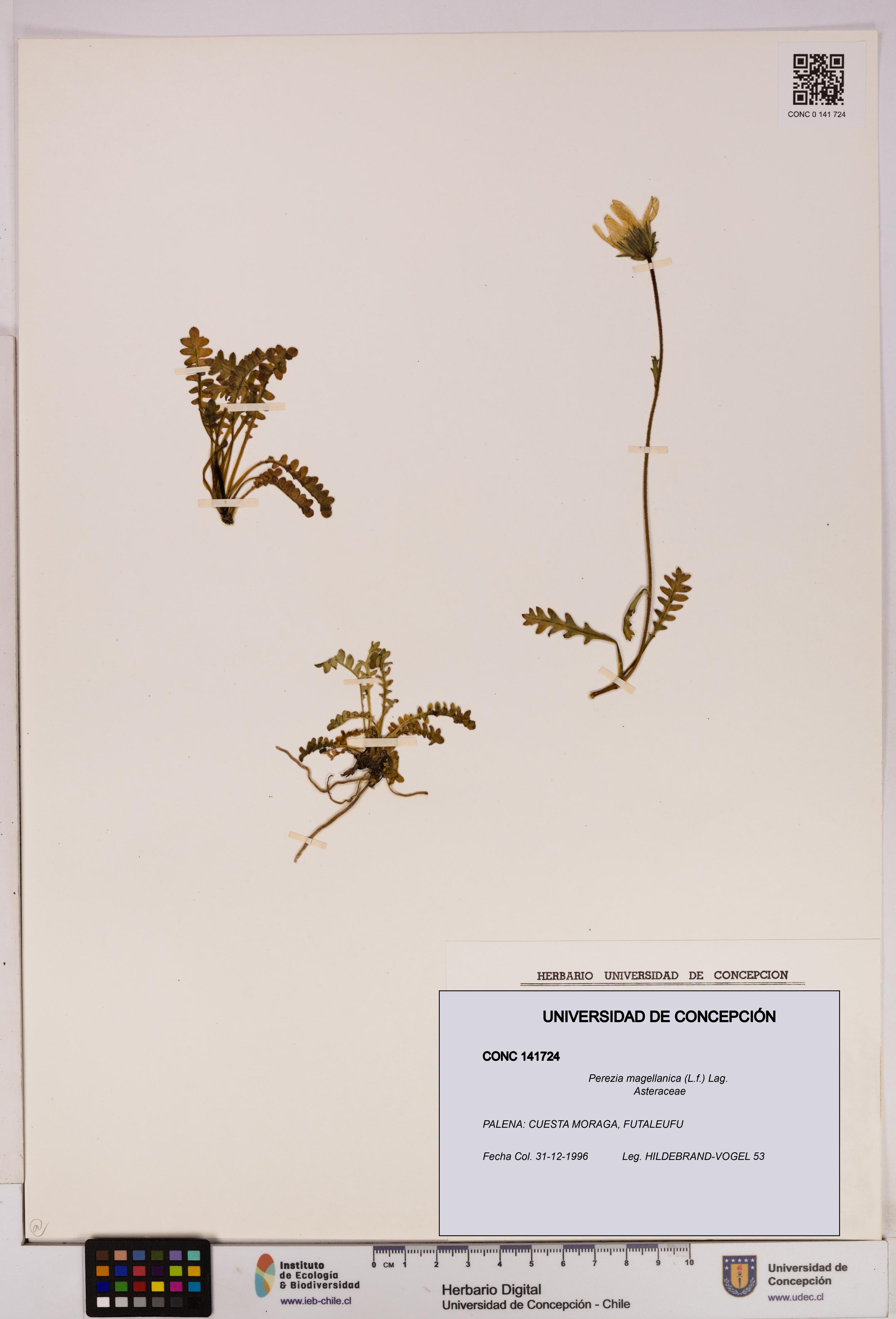 Perezia magellanica [Espécimen: UDEC:CONC:0141724]