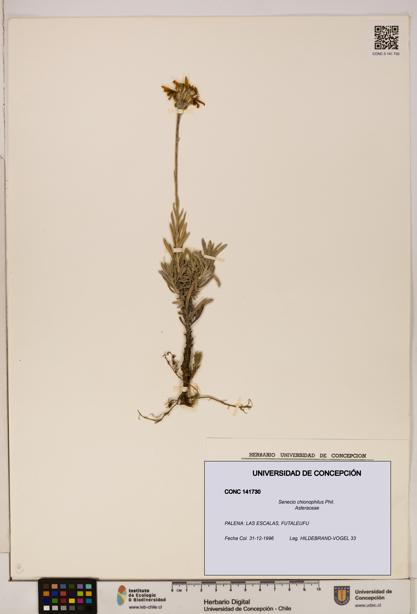 Senecio chionophilus [Espécimen: UDEC:CONC:0141730]