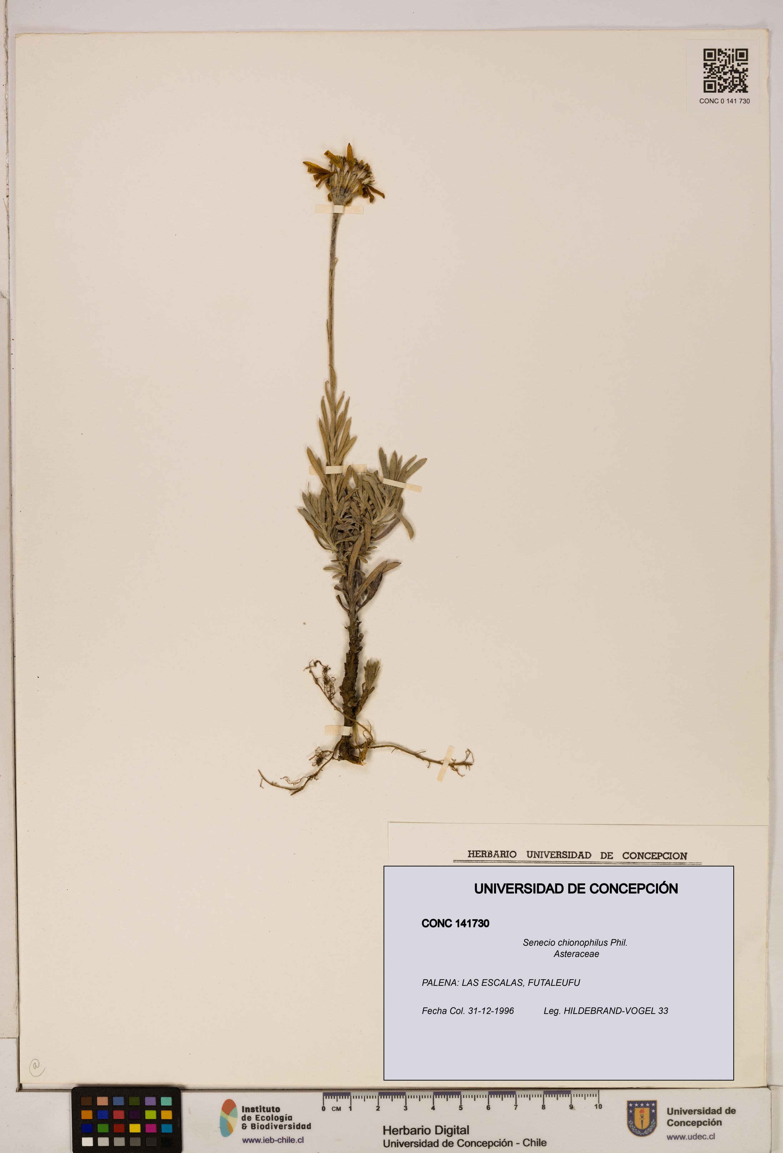 Senecio chionophilus [Espécimen: UDEC:CONC:0141730]