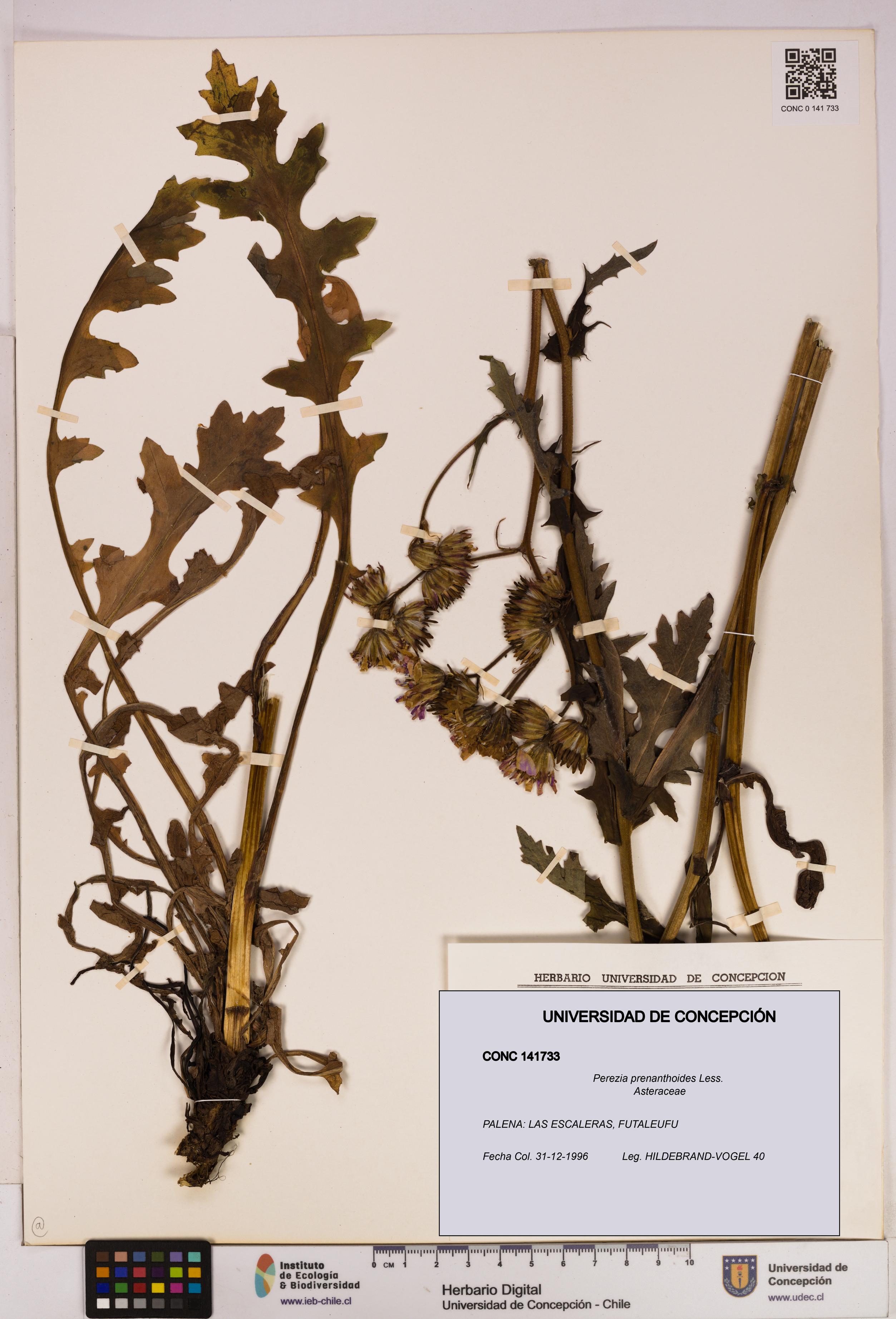 Perezia prenanthoides [Espécimen: UDEC:CONC:0141733]