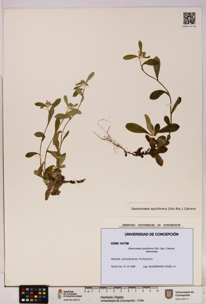 Gamochaeta spiciformis [Espécimen: UDEC:CONC:0141739]