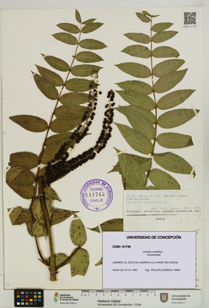 Coriaria ruscifolia [Espécimen: ]