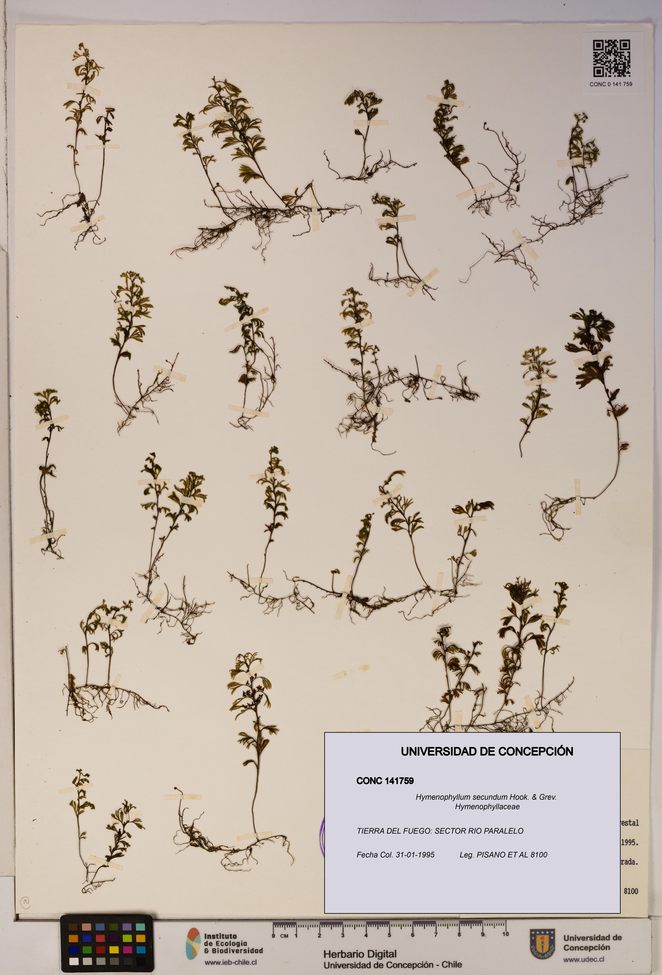 Hymenophyllum secundum [Espécimen: ]