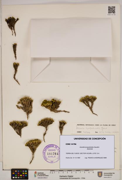 Azorella lycopodioides [Espécimen: ]