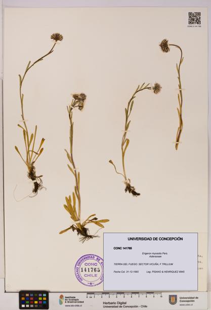 Erigeron myosotis [Espécimen: UDEC:CONC:0141765]