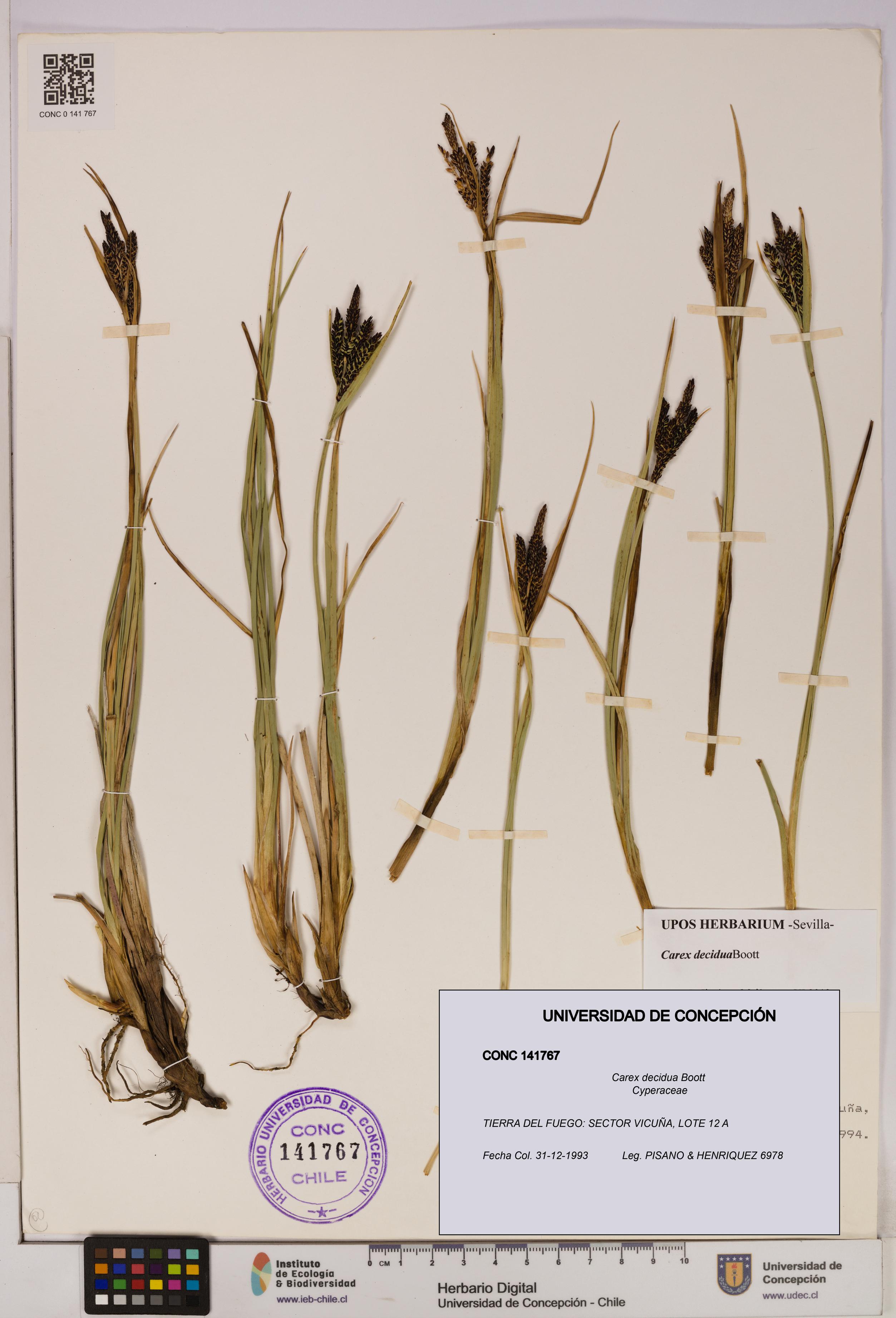 Carex decidua [Espécimen: UDEC:CONC:0141767]