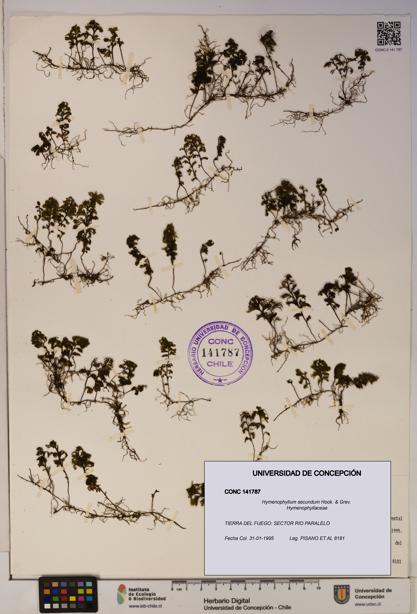 Hymenophyllum secundum [Espécimen: ]