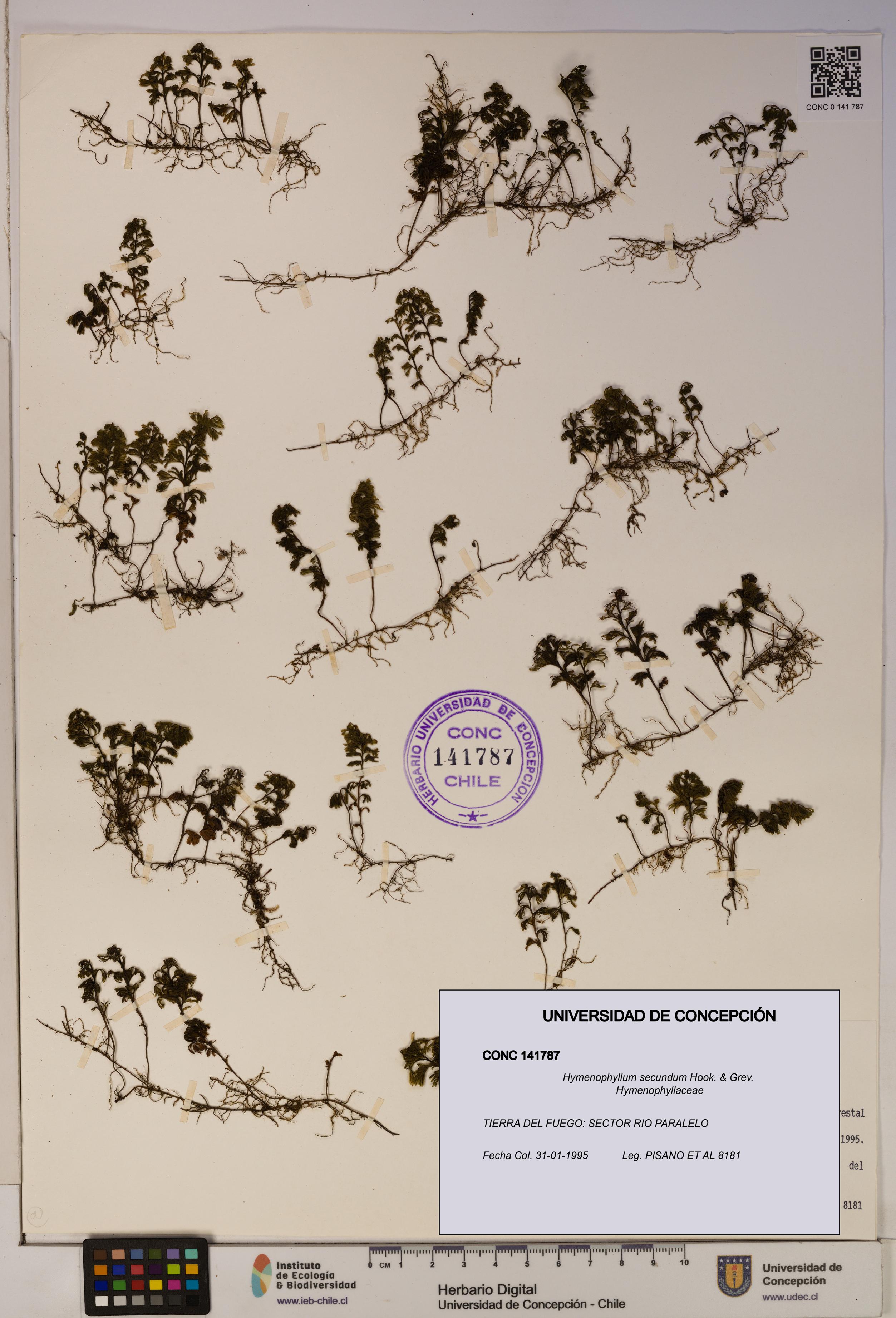 Hymenophyllum secundum [Espécimen: ]