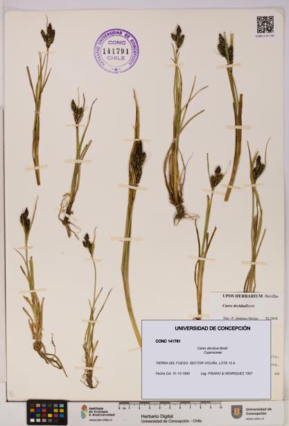 Carex decidua [Espécimen: UDEC:CONC:0141791]