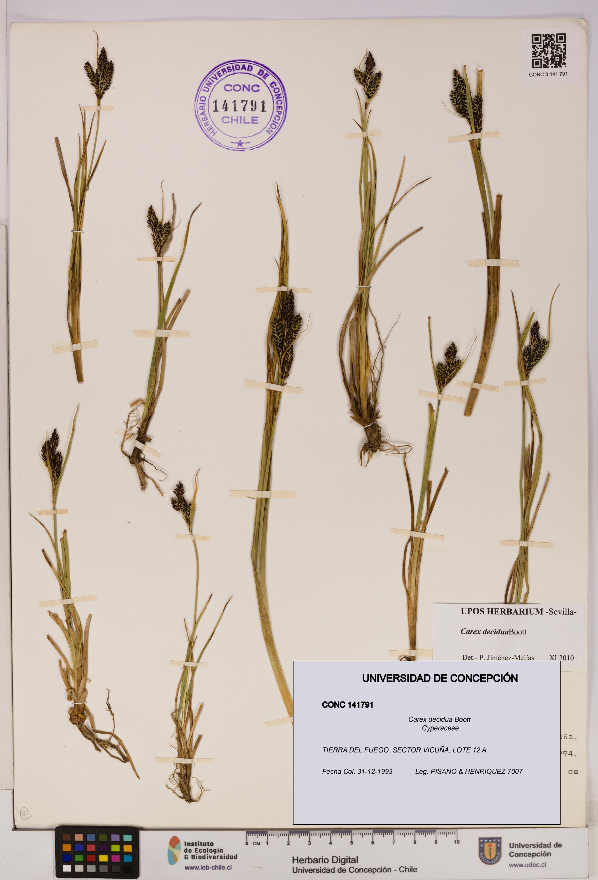 Carex decidua [Espécimen: UDEC:CONC:0141791]