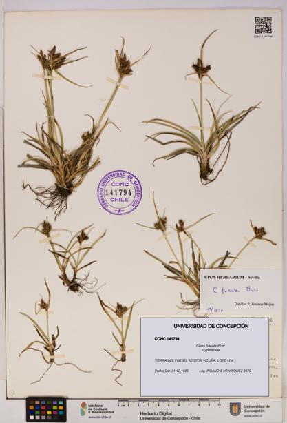 Carex fuscula [Espécimen: UDEC:CONC:0141794]