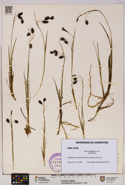 Carex magellanica [Espécimen: UDEC:CONC:0141795]