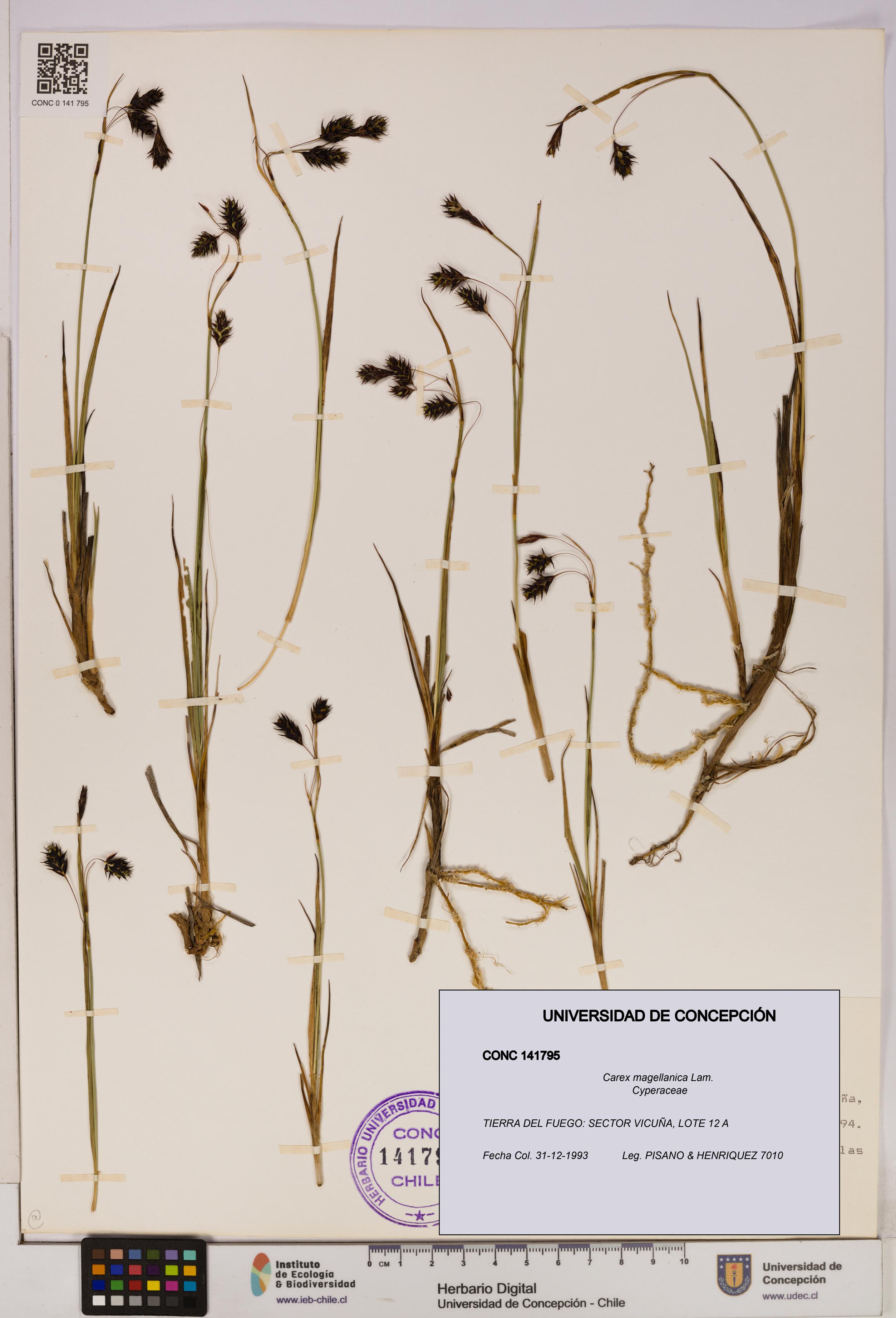 Carex magellanica [Espécimen: UDEC:CONC:0141795]