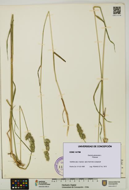 Dactylis glomerata [Espécimen: UDEC:CONC:0141799]