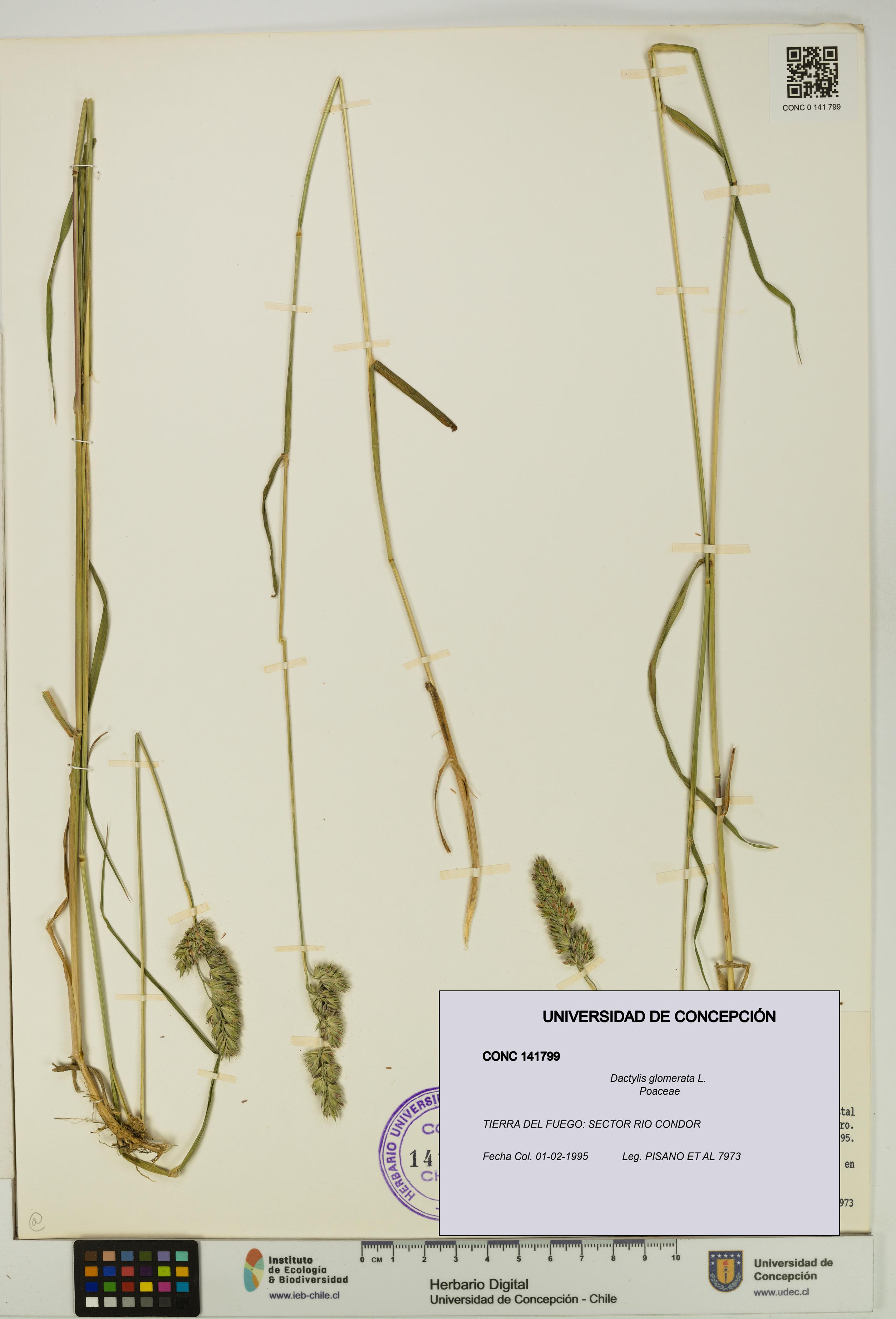 Dactylis glomerata [Espécimen: UDEC:CONC:0141799]