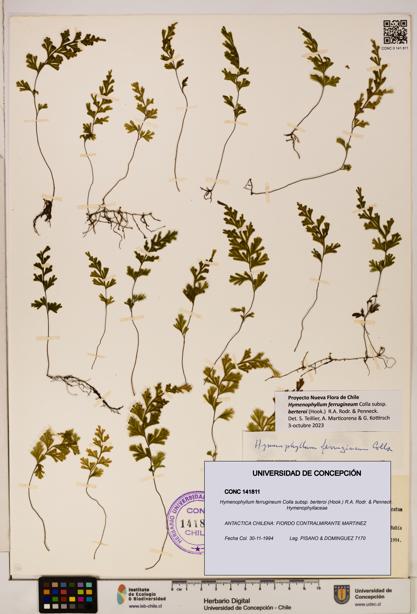 Hymenophyllum ferrugineum [Espécimen: UDEC:CONC:0141811]