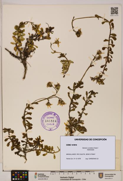 Senecio cuneatus [Espécimen: UDEC:CONC:0141814]