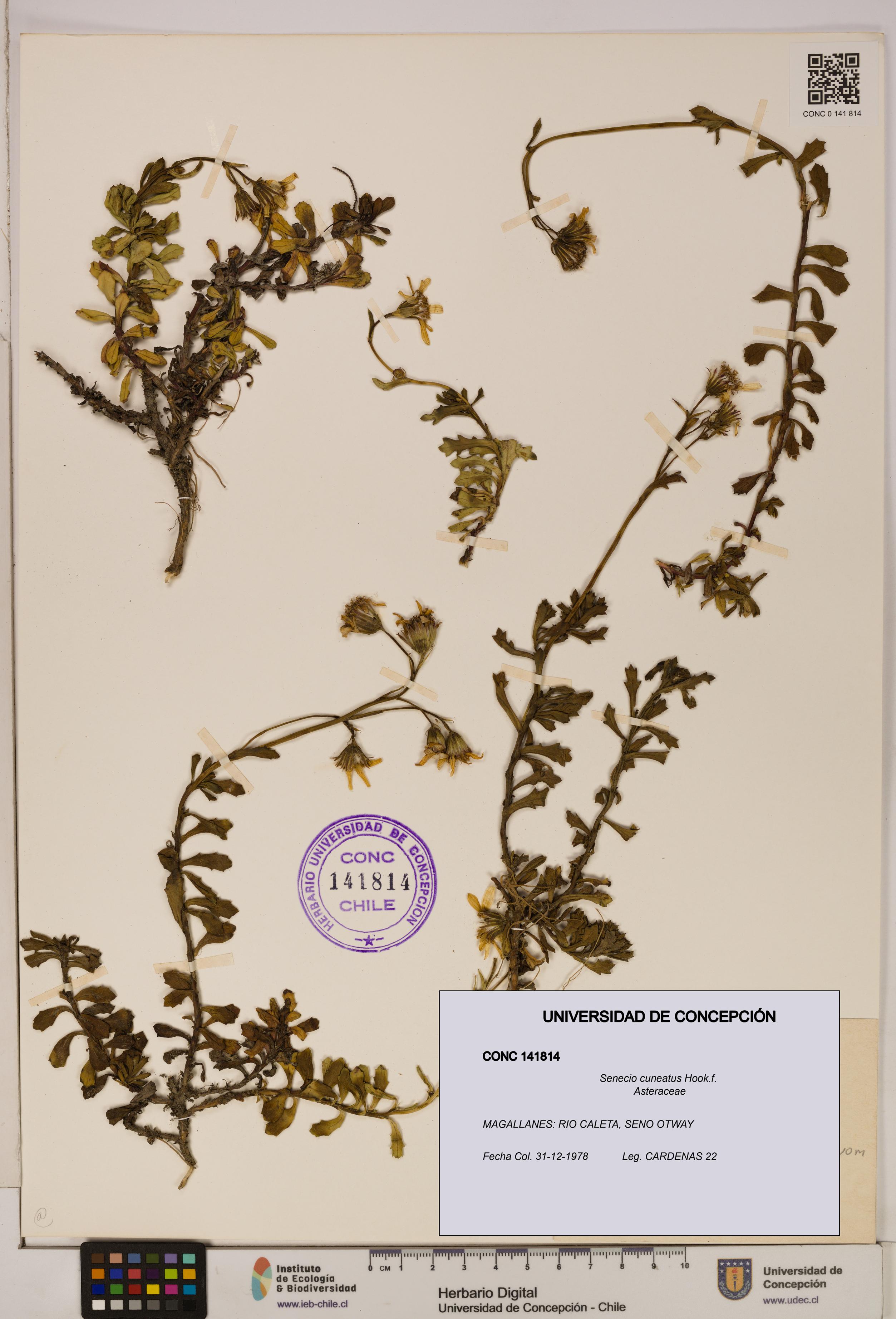 Senecio cuneatus [Espécimen: UDEC:CONC:0141814]