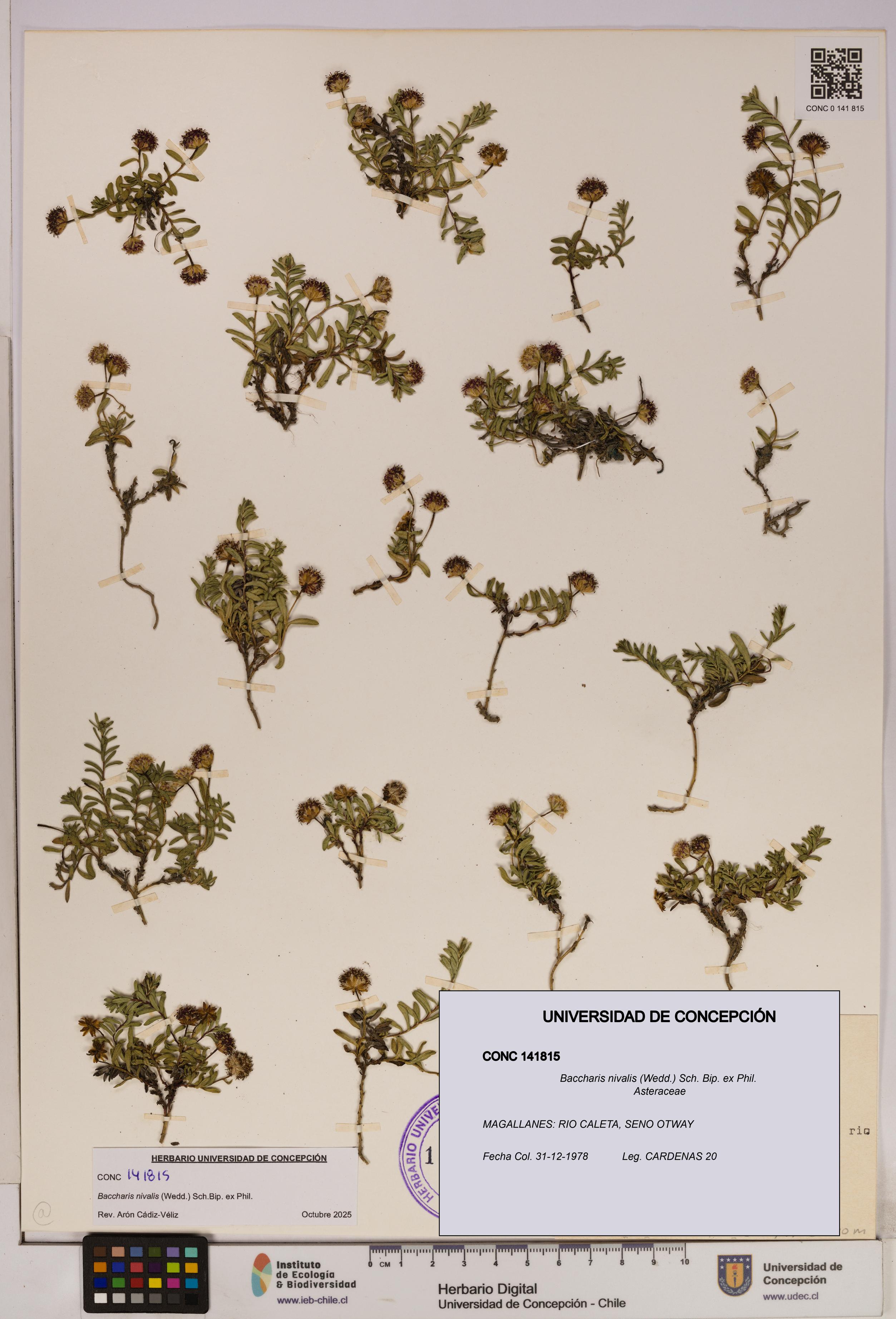 Baccharis nivalis [Espécimen: UDEC:CONC:0141815]