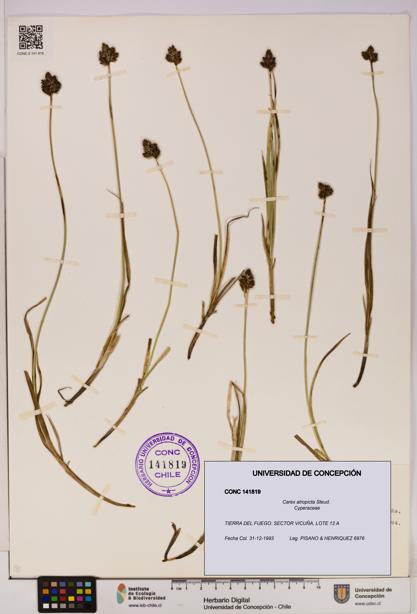 Carex atropicta [Espécimen: UDEC:CONC:0141819]