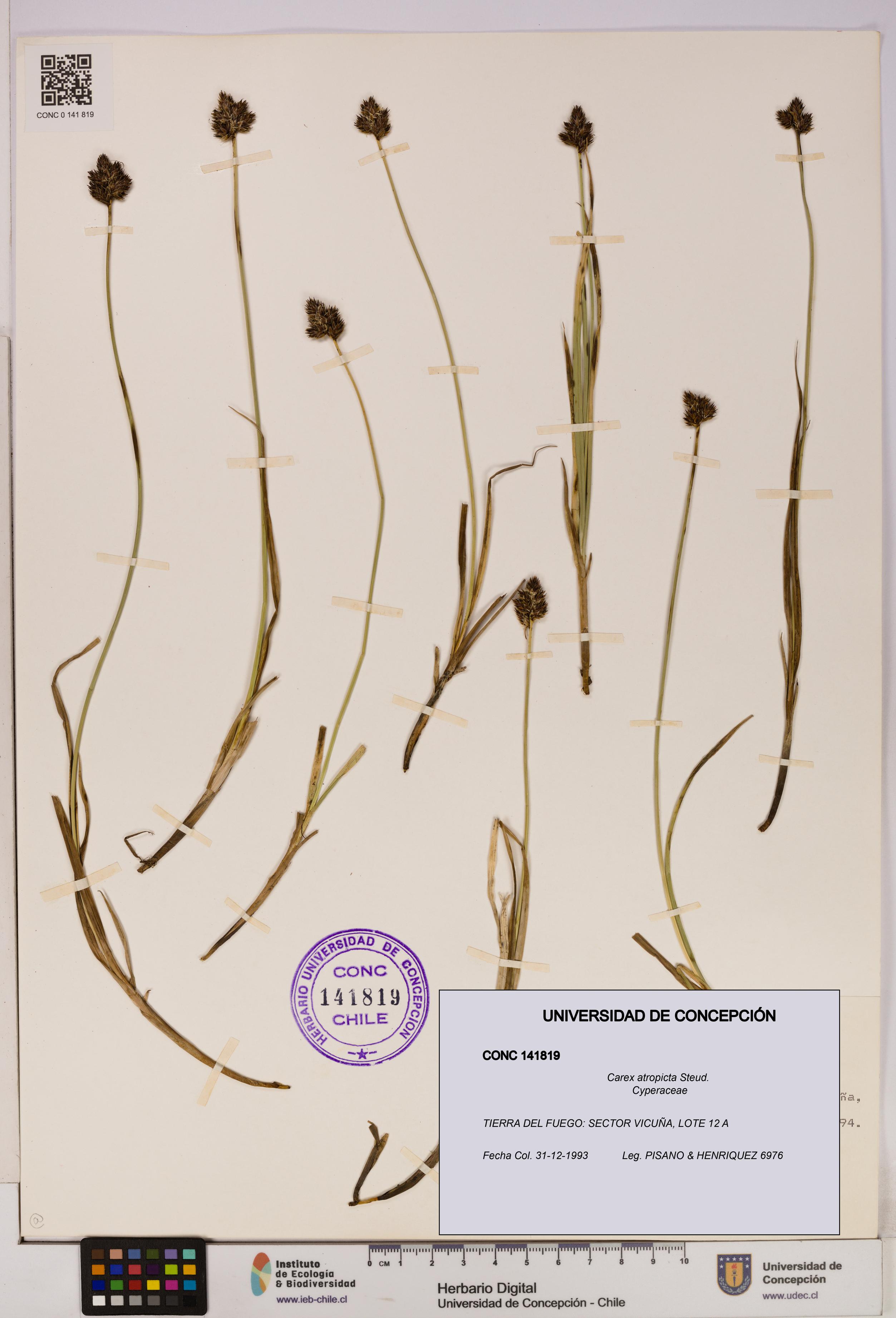 Carex atropicta [Espécimen: UDEC:CONC:0141819]