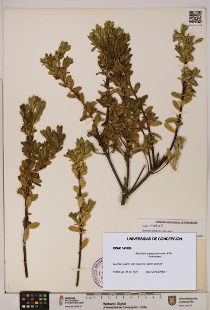 Baccharis patagonica [Espécimen: UDEC:CONC:0141825]
