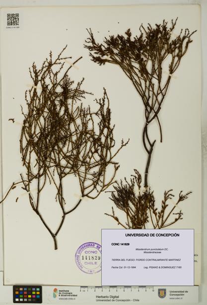 Misodendrum punctulatum [Espécimen: UDEC:CONC:0141829]