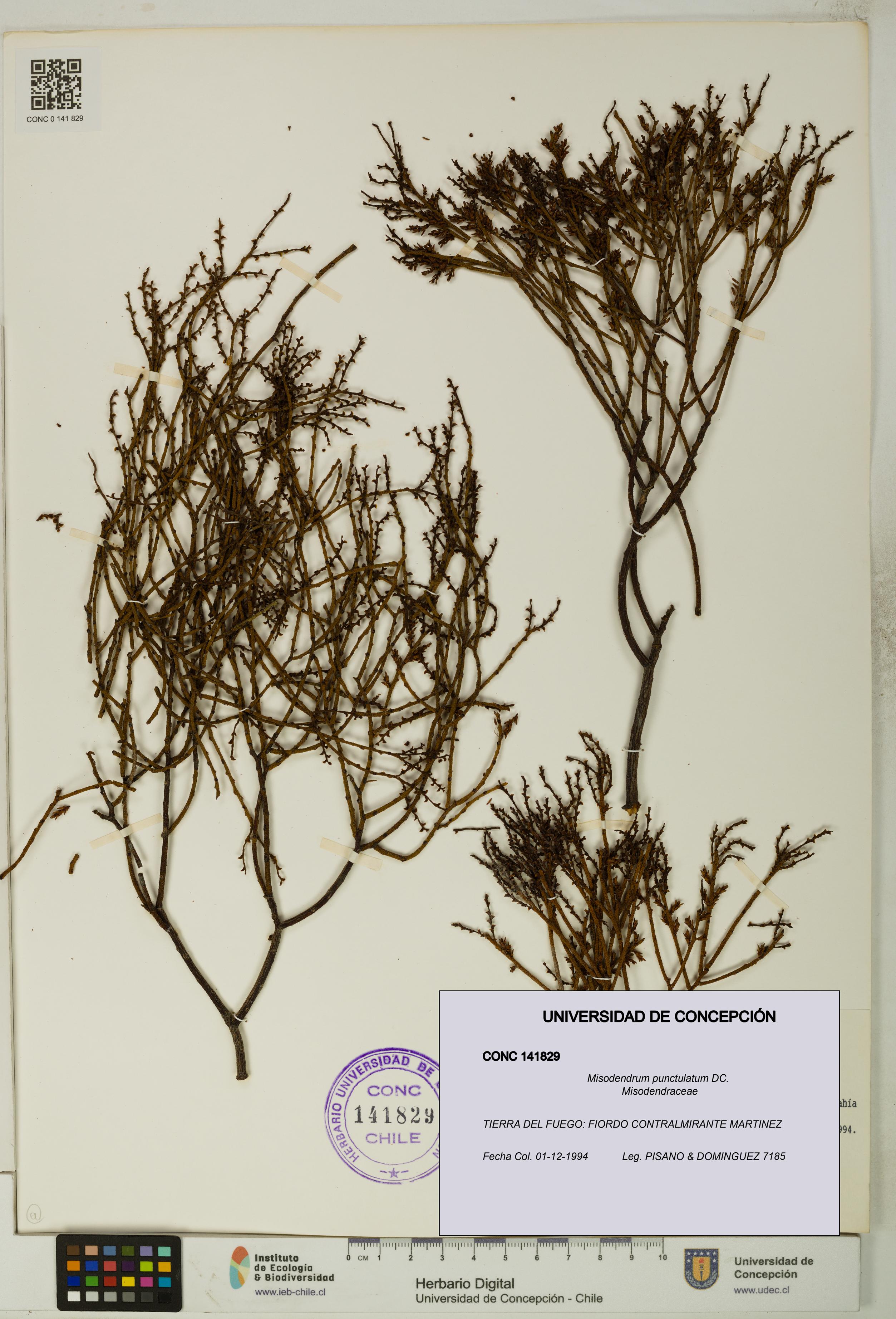 Misodendrum punctulatum [Espécimen: UDEC:CONC:0141829]