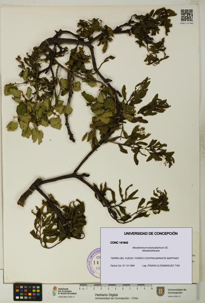 Misodendrum brachystachium [Espécimen: UDEC:CONC:0141842]