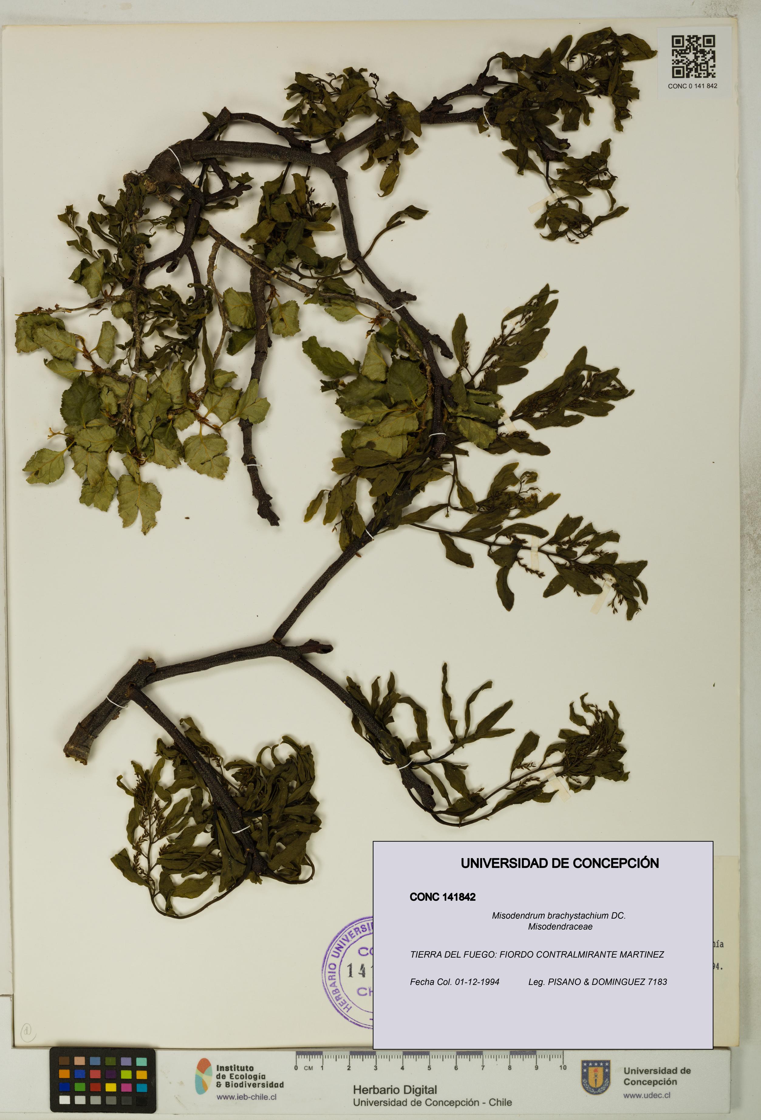 Misodendrum brachystachium [Espécimen: UDEC:CONC:0141842]