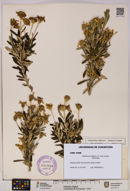 Chiliotrichum diffusum [Espécimen: UDEC:CONC:0141846]