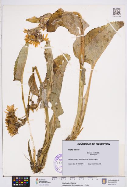Senecio smithii [Espécimen: ]